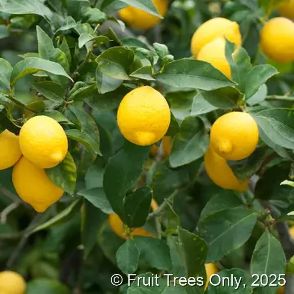 Lemon Trees for sale at Fruit Trees Only