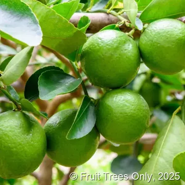 Persian Lime Trees for sale at Fruit Trees Only
