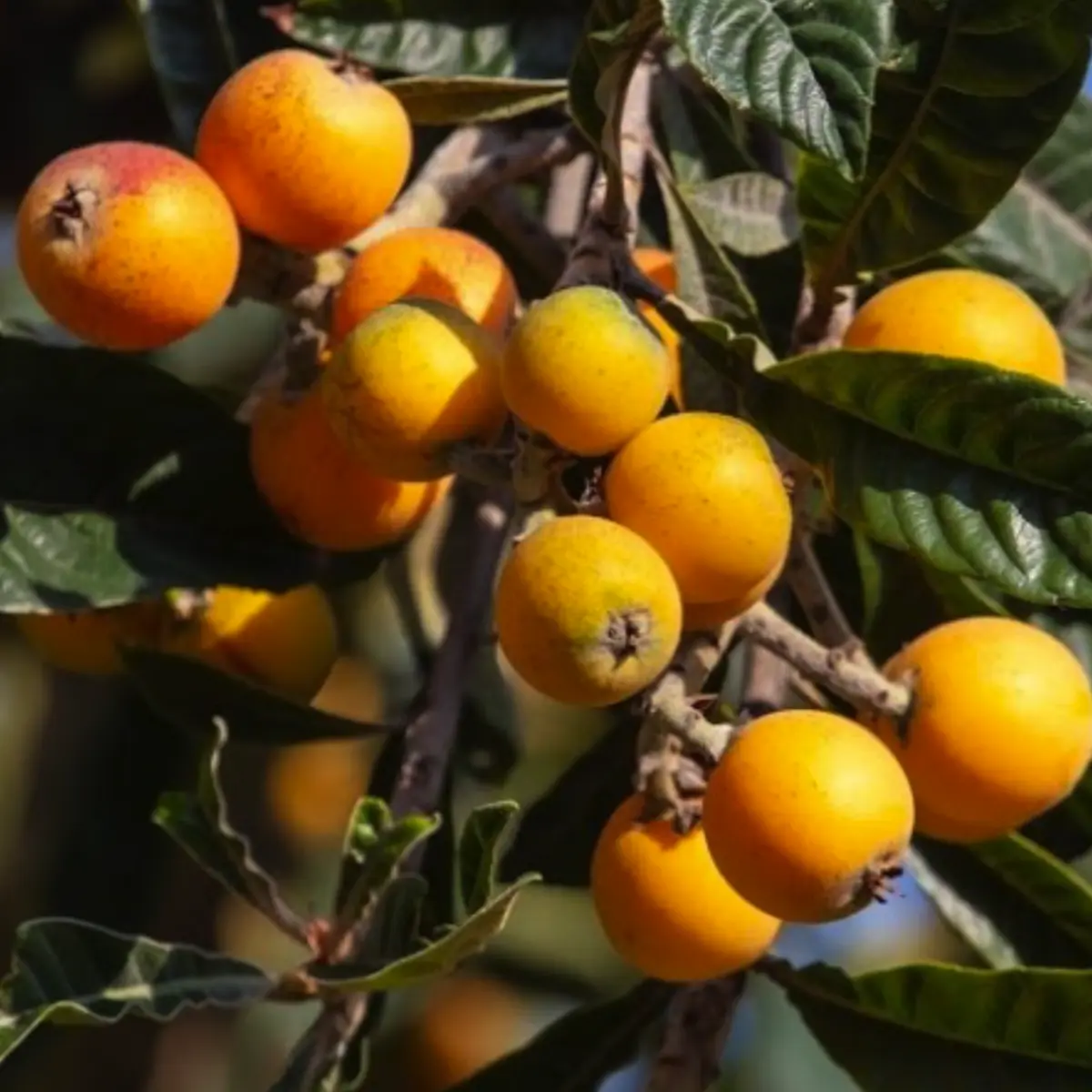 loquat in 5 gallon pots