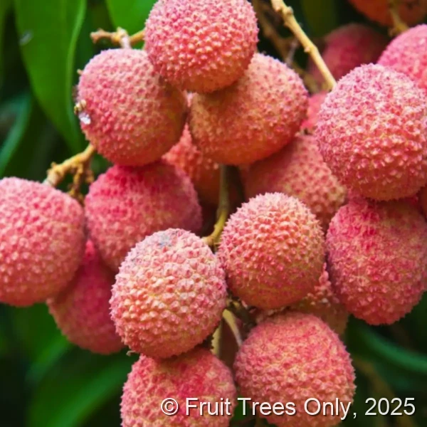 Lychee Trees for sale at Fruit Trees Only