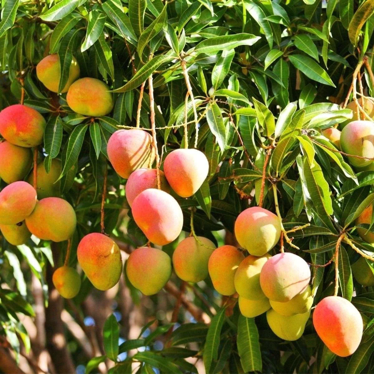 fruit punch mango in 5 gallon pots