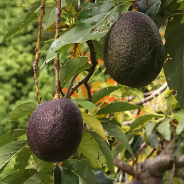 maria black avocado in 5 gallon pots