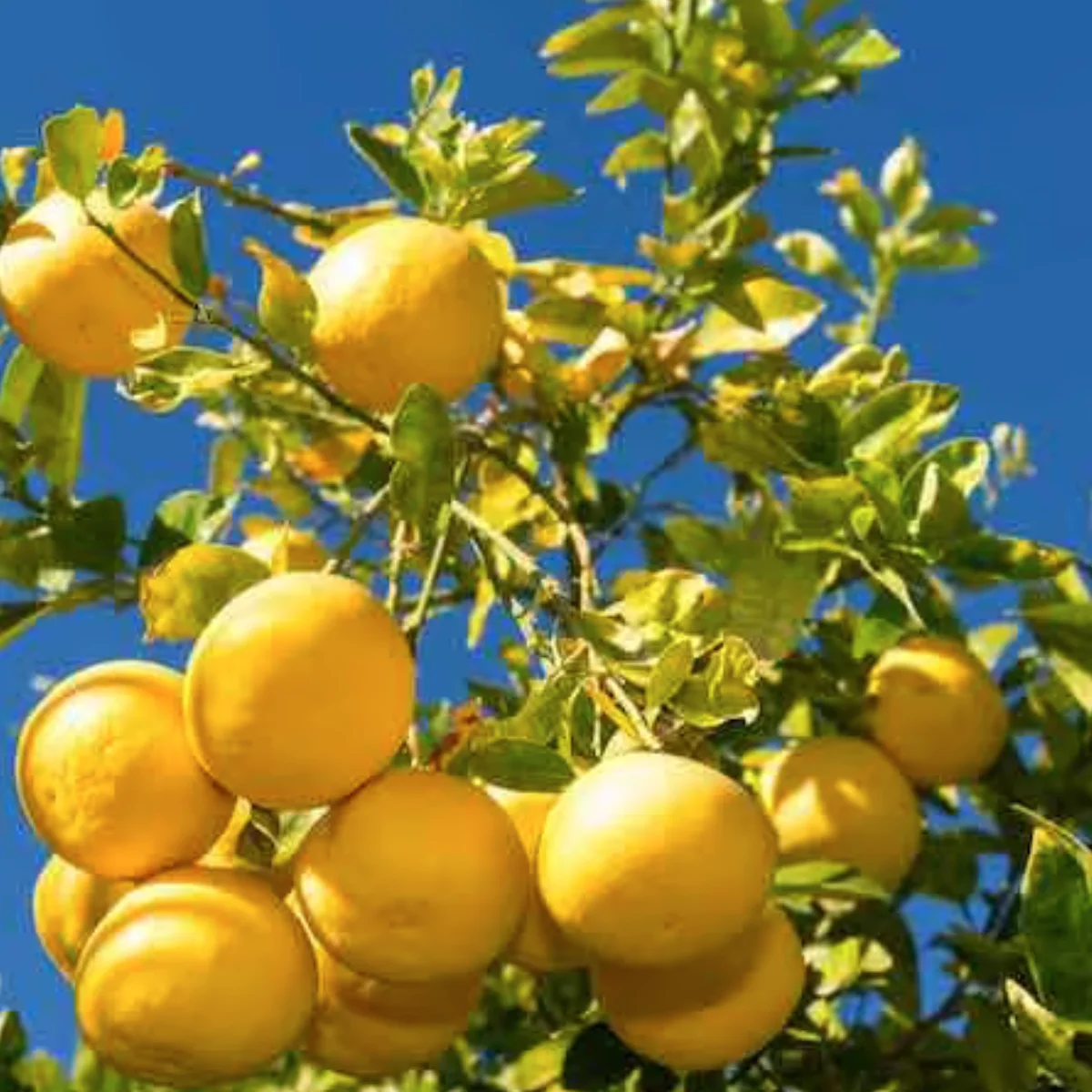 marsh white seedless grapefruit in 5 gallon pots