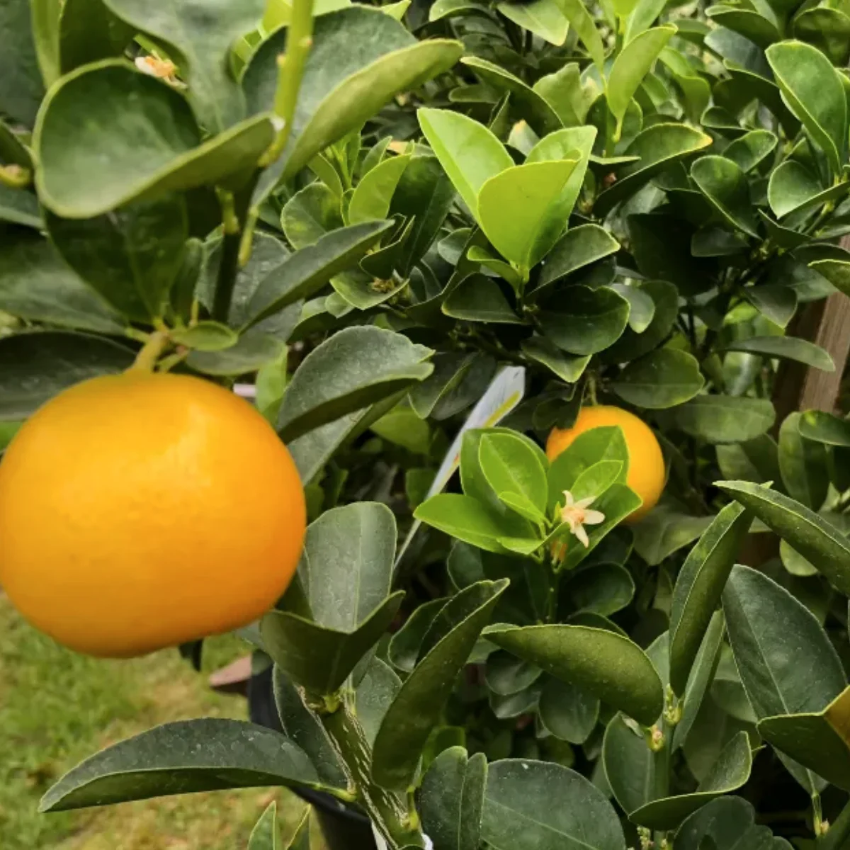 marumi kumquat in 5 gallon pots