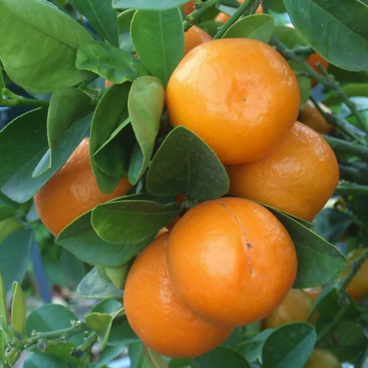 meiwa kumquat in 5 gallon pots