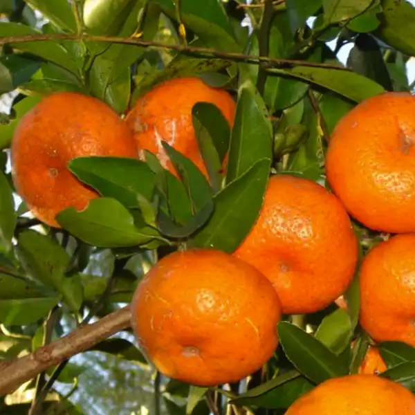 mercott tangerine in 5 gallon pots