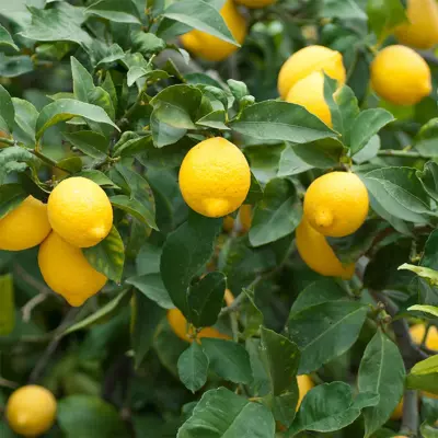 meyer lemon in 5 gallon pots