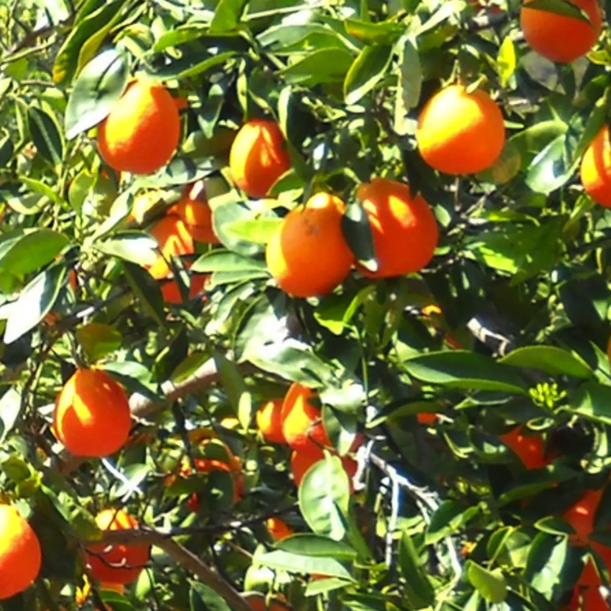 minneola honey bell tangelo in 5 gallon pots