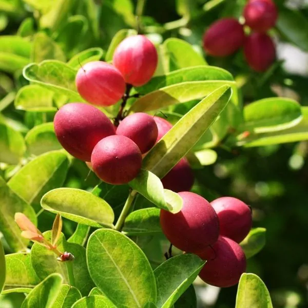 miracle fruit in 5 gallon pots