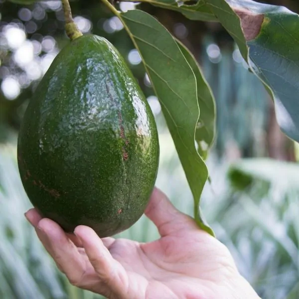 monroe avocado in 5 gallon pots