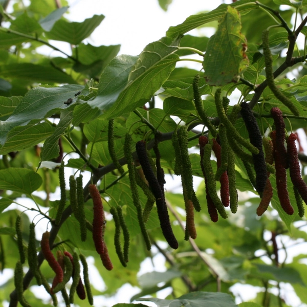 pakistani mulberry in 5 gallon pots