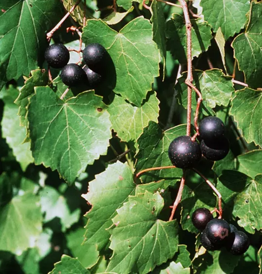 muscadine in 5 gallon pots