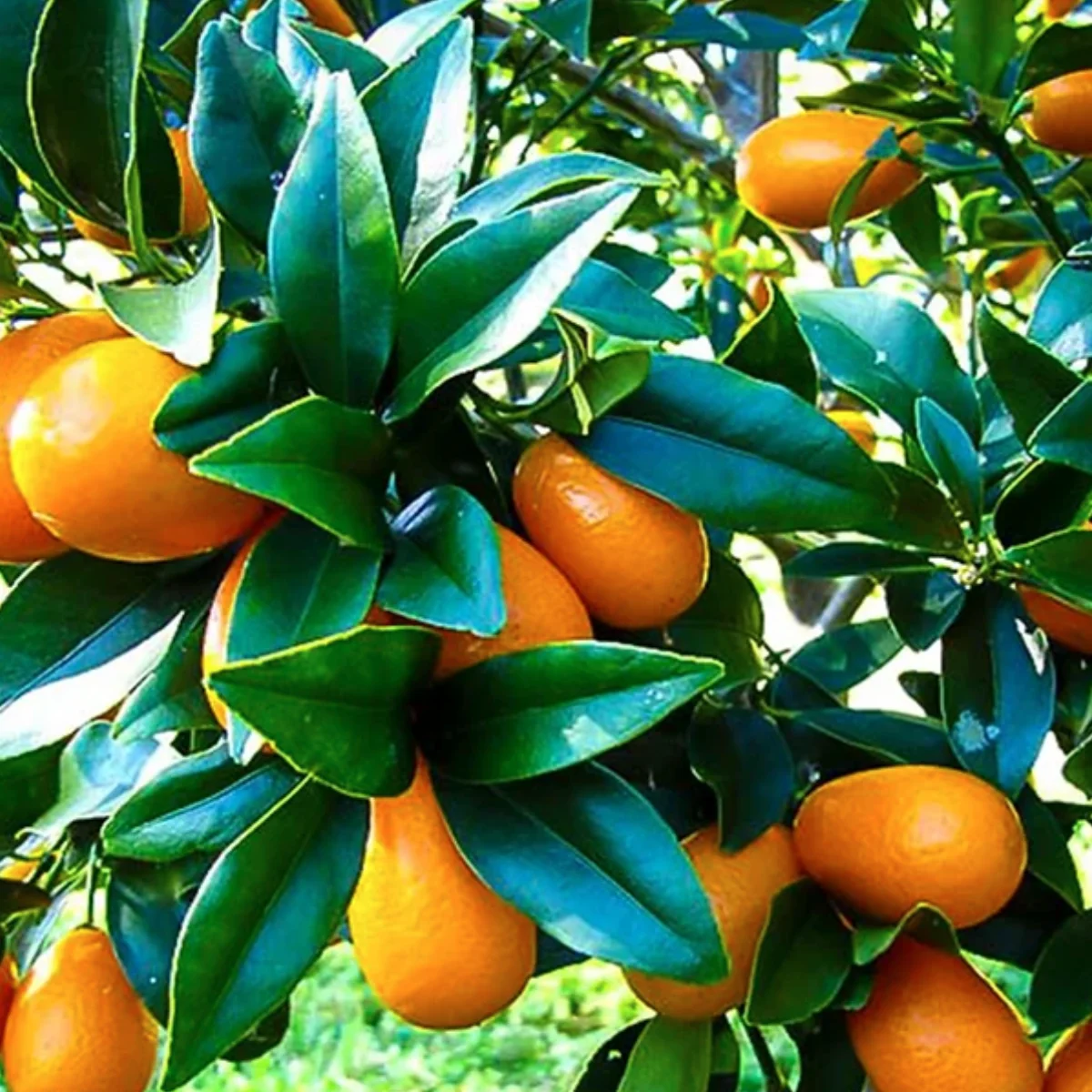 nagami kumquat in 5 gallon pots