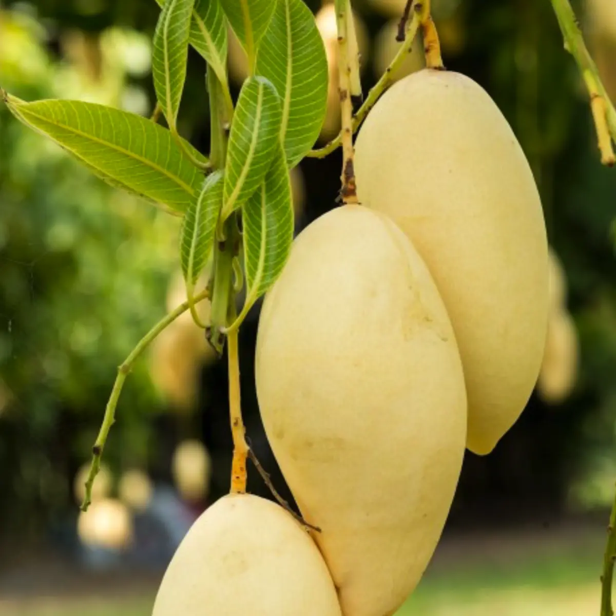 nam doc mai mango in 5 gallon pots