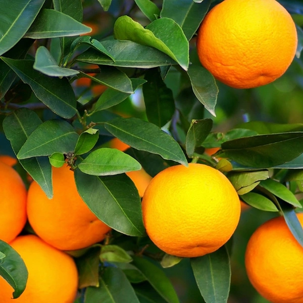 navel orange in 5 gallon pots