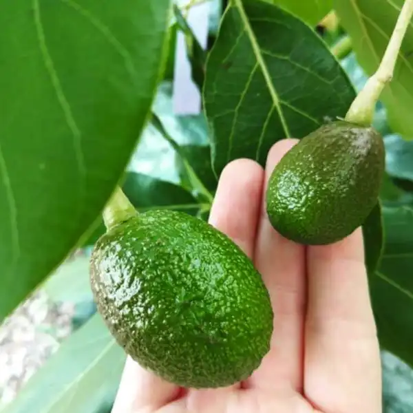 oh la la avocado in 5 gallon pots