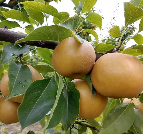 oriental pear in 5 gallon pots