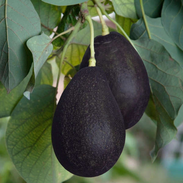 oro negro avocado in 5 gallon pots