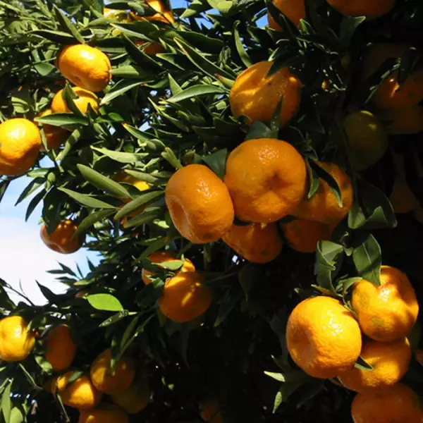 page orange in 5 gallon pots