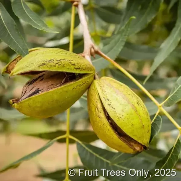 Pecan Trees for sale at Fruit Trees Only