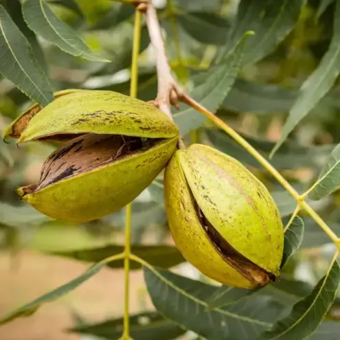 pecans in 5 gallon pots