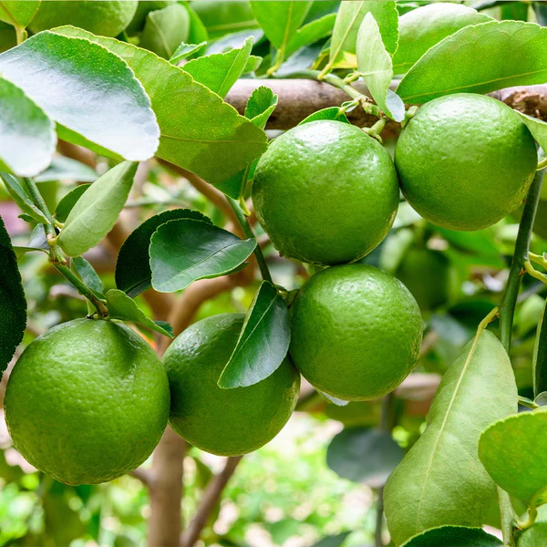 persian lime in 5 gallon pots