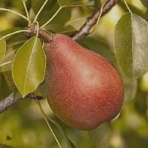 pineapple pear in 5 gallon pots