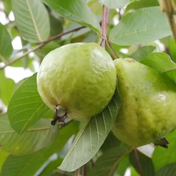 pink guava in 5 gallon pots