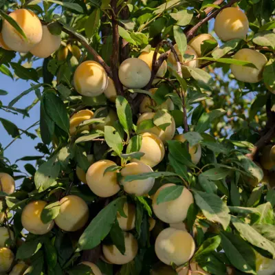 plumcot in 5 gallon pots