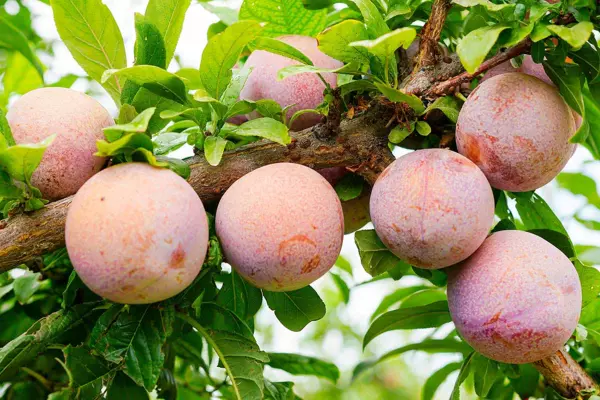 pluot in 5 gallon pots