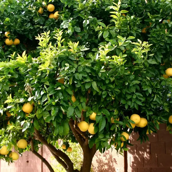 ponderosa lemon in 5 gallon pots