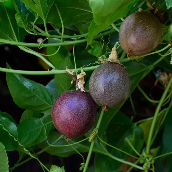 Purple passion fruit in 5 gallon pots