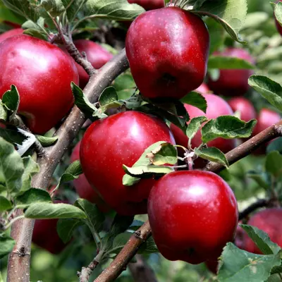 red delicious apple in 5 gallon pots