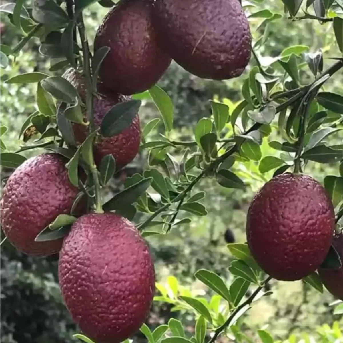 red lime in 5 gallon pots