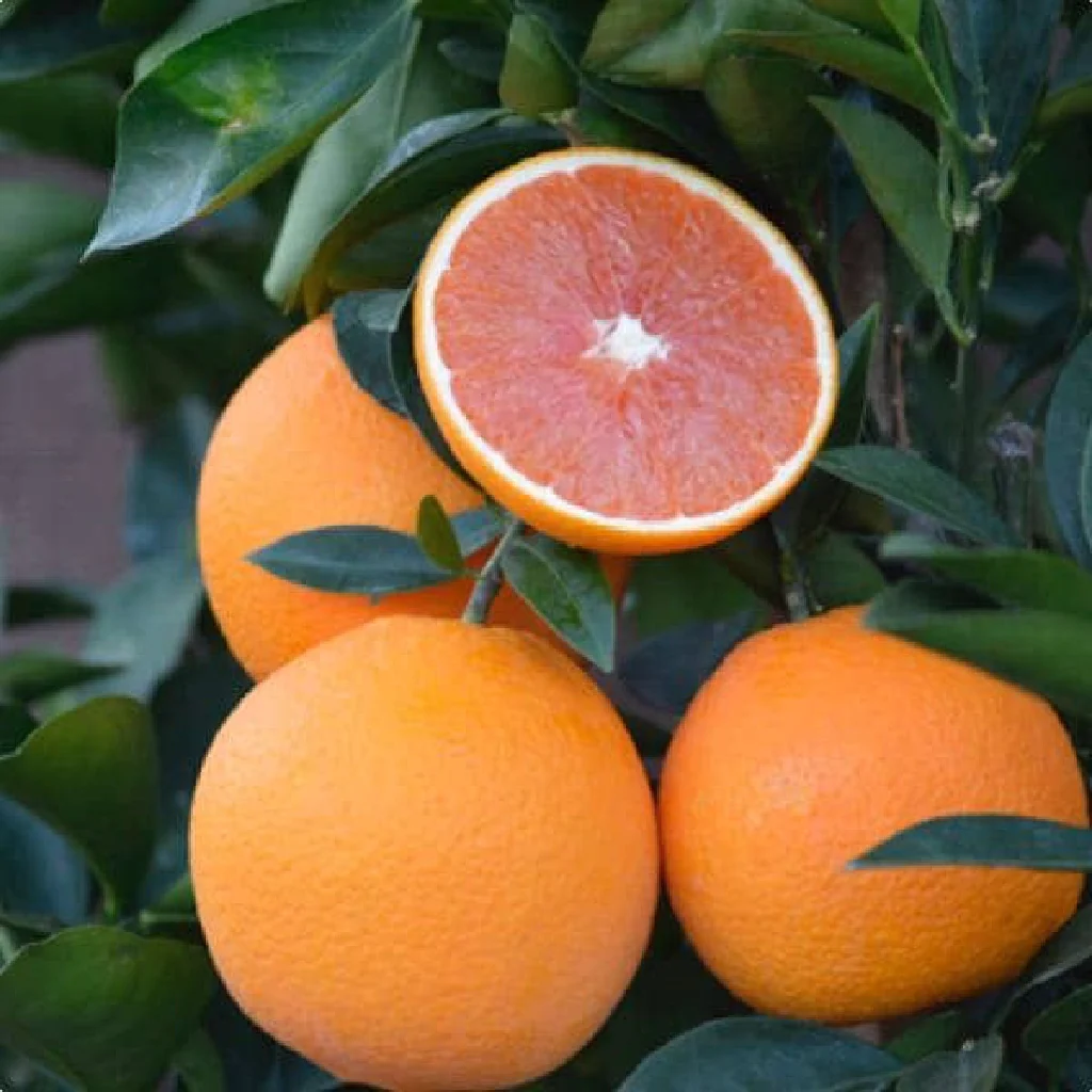 red navel orange in 5 gallon pots