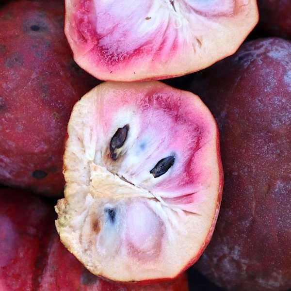 red custard apple in 5 gallon pots