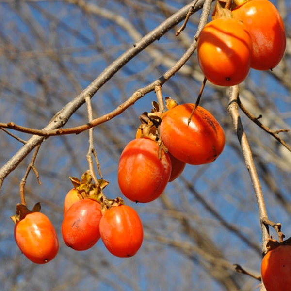 saijo persimmon in 5 gallon pots