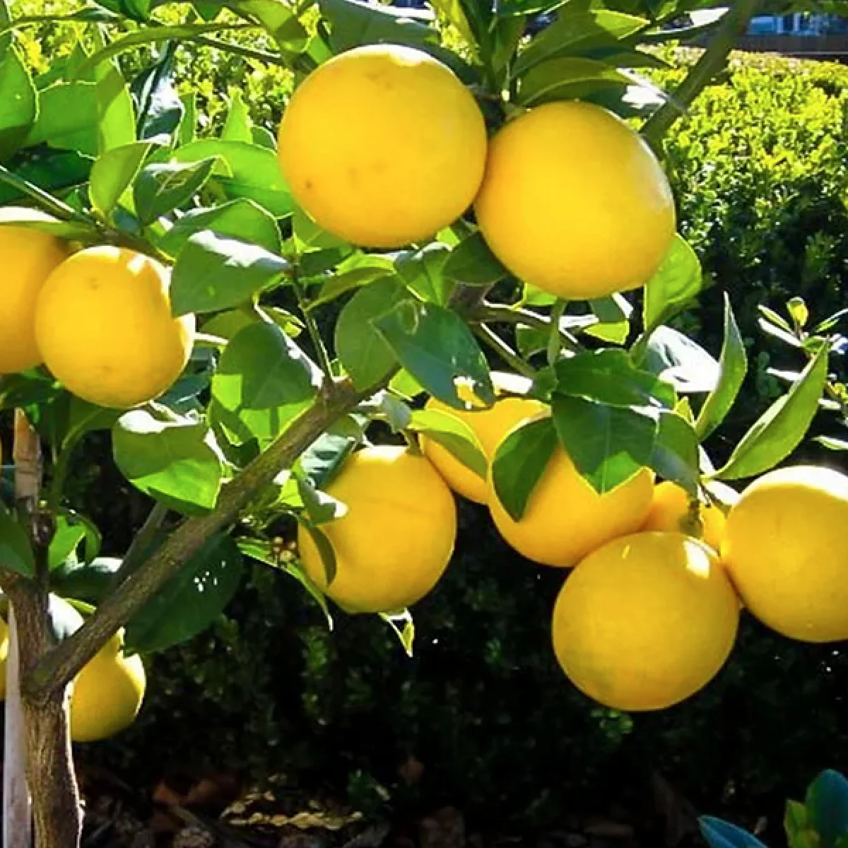 sambo sweet lemon in 5 gallon pots