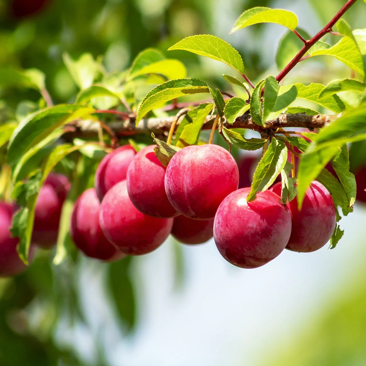 santa rosa plum in 5 gallon pots