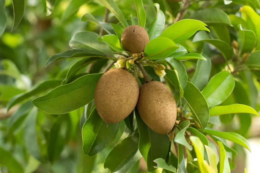 sapodilla in 5 gallon pots