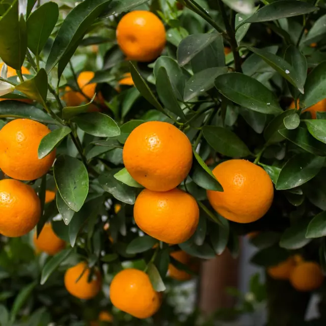 satsuma tangerine in 5 gallon pots