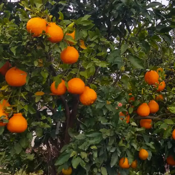 shiranui sumo tangerine in 5 gallon pots