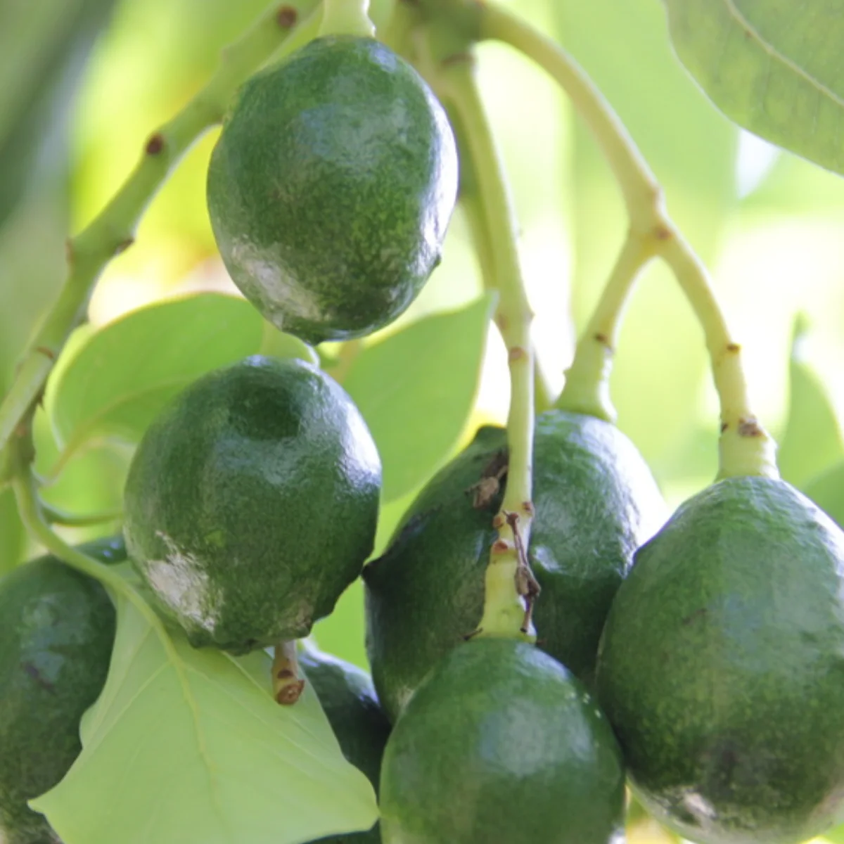 simmonds avocado in 5 gallon pots