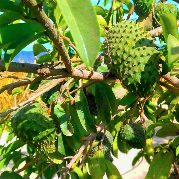 sour sop in 5 gallon pots