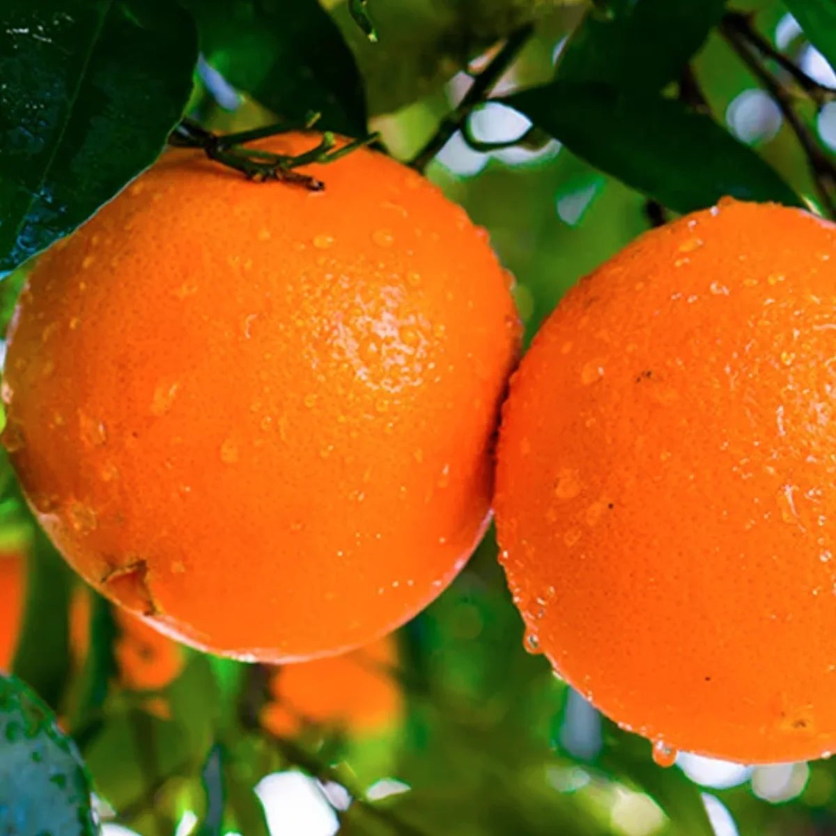 spring navel orange in 5 gallon pots