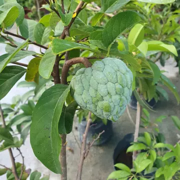 Sugar apples in 5 gallon pots