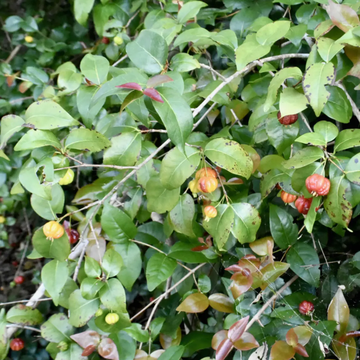 surinam cherry in 5 gallon pots