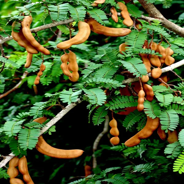 tamarind in 5 gallon pots