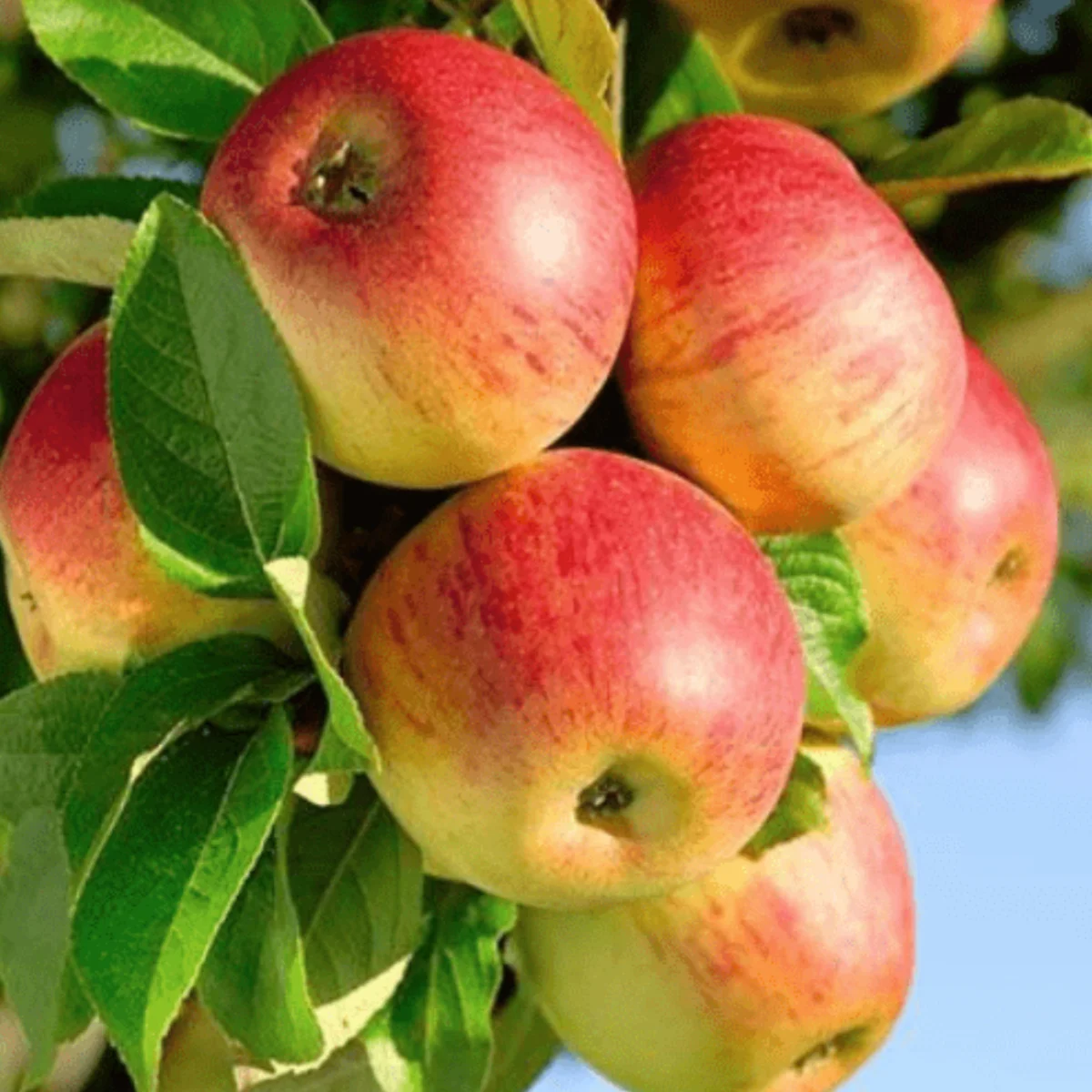 tropic sweet apple in 5 gallon pots