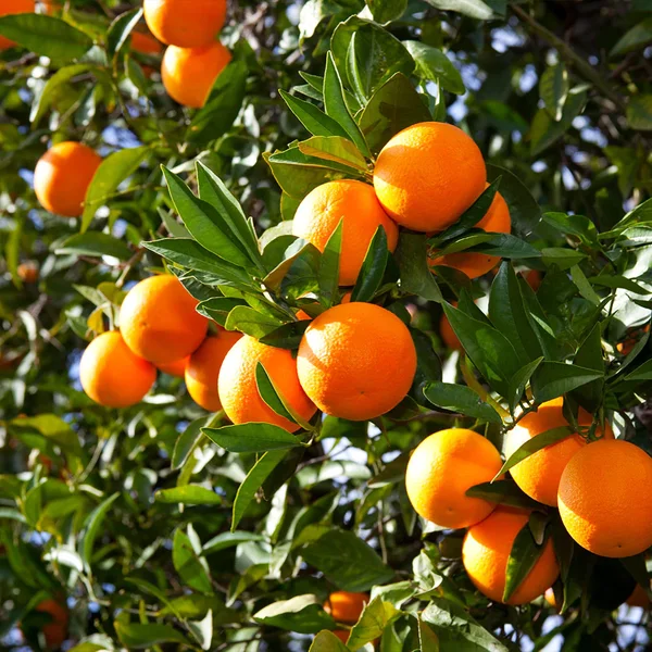 valencia orange in 5 gallon pots